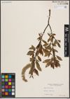 Foto von Salix discolor Muhl.